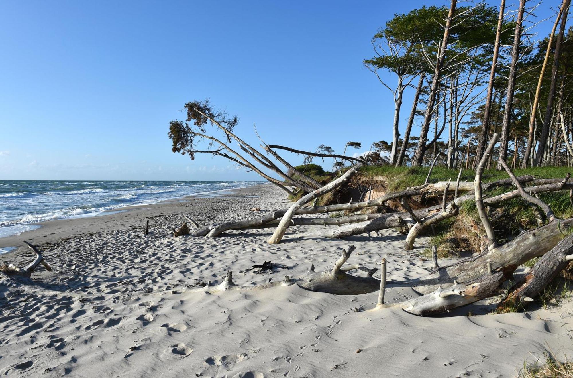 Meeresbrise Im Ostseeheilbad Zingst Eksteriør billede